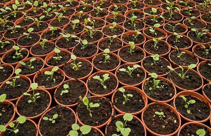 plant-nursery